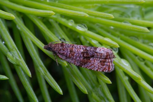 Stictea mygindiana